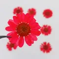100 fleurs de chrysanthème blanches séchées pour résine – 2