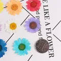 100 fleurs de chrysanthème blanches séchées pour résine – 3