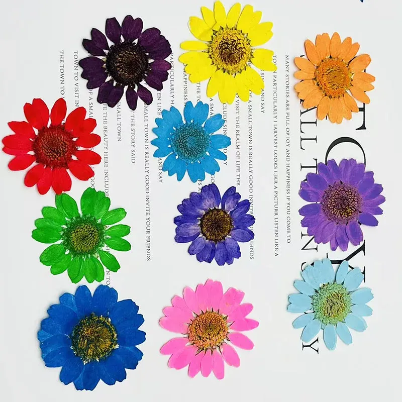 100 fleurs de chrysanthème blanches séchées pour résine
