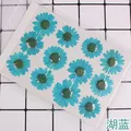 100 fleurs de chrysanthème blanches séchées pour résine – Couleur Beige (01)
