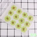 100 fleurs de chrysanthème blanches séchées pour résine – Couleur Bleu (03)