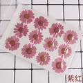 100 fleurs de chrysanthème blanches séchées pour résine – Couleur BLEU CIEL (04)