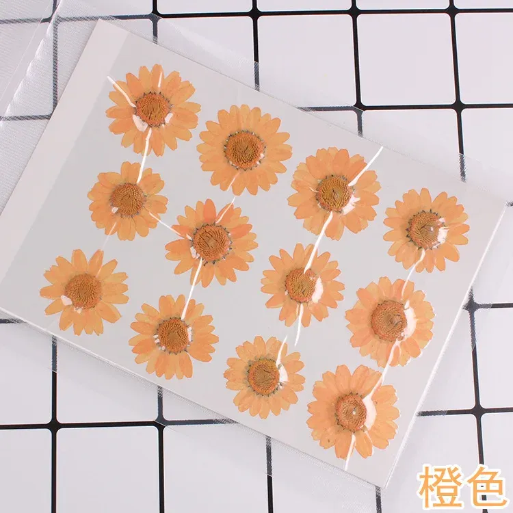 100 fleurs de chrysanthème blanches séchées pour résine