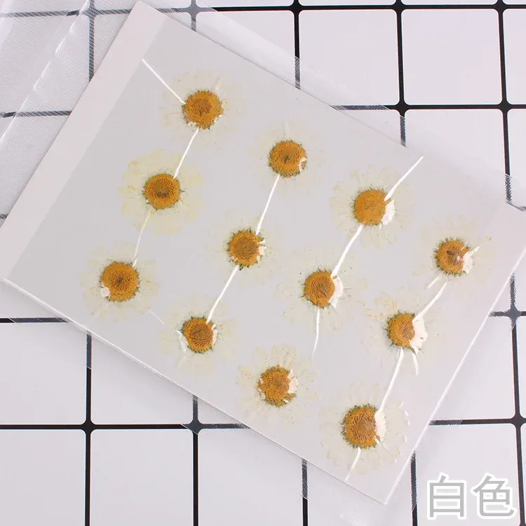 100 fleurs de chrysanthème blanches séchées pour résine