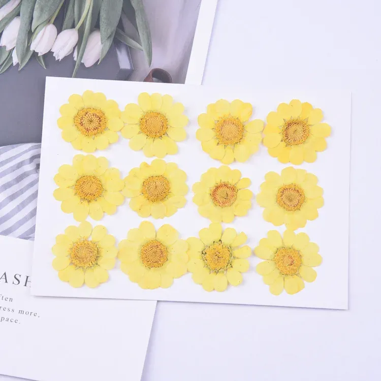 100 fleurs de chrysanthème blanches séchées pour résine