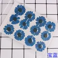 100 fleurs de chrysanthème blanches séchées pour résine – Couleur noir (02)