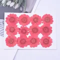 100 fleurs de chrysanthème blanches séchées pour résine – Couleur Rose (14)