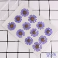 100 fleurs de chrysanthème blanches séchées pour résine – Couleur Violet (15)