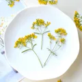 100 fleurs séchées pressées pour résine et bijoux – 3