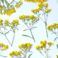 100 fleurs séchées pressées pour résine et bijoux – 4