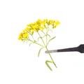 100 fleurs séchées pressées pour résine et bijoux – 5
