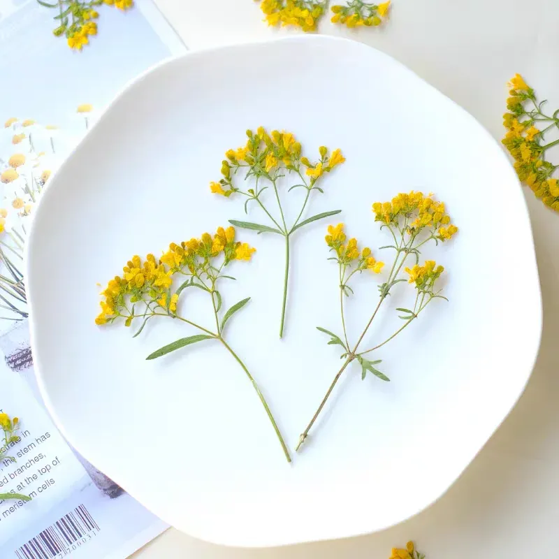 100 fleurs séchées pressées pour résine et bijoux