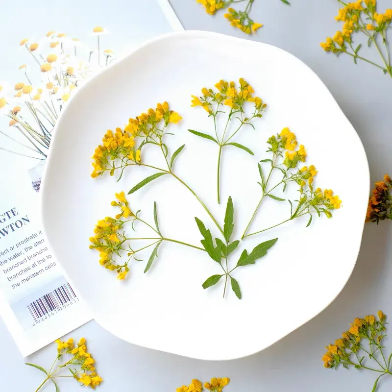 100 fleurs séchées pressées pour résine et bijoux
