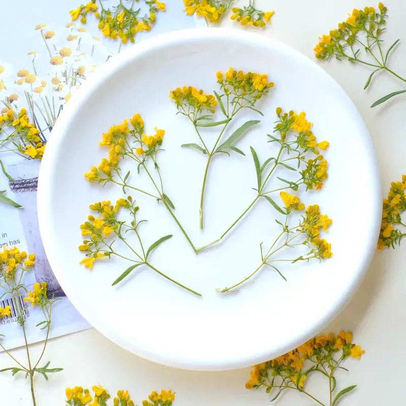 100 fleurs séchées pressées pour résine et bijoux