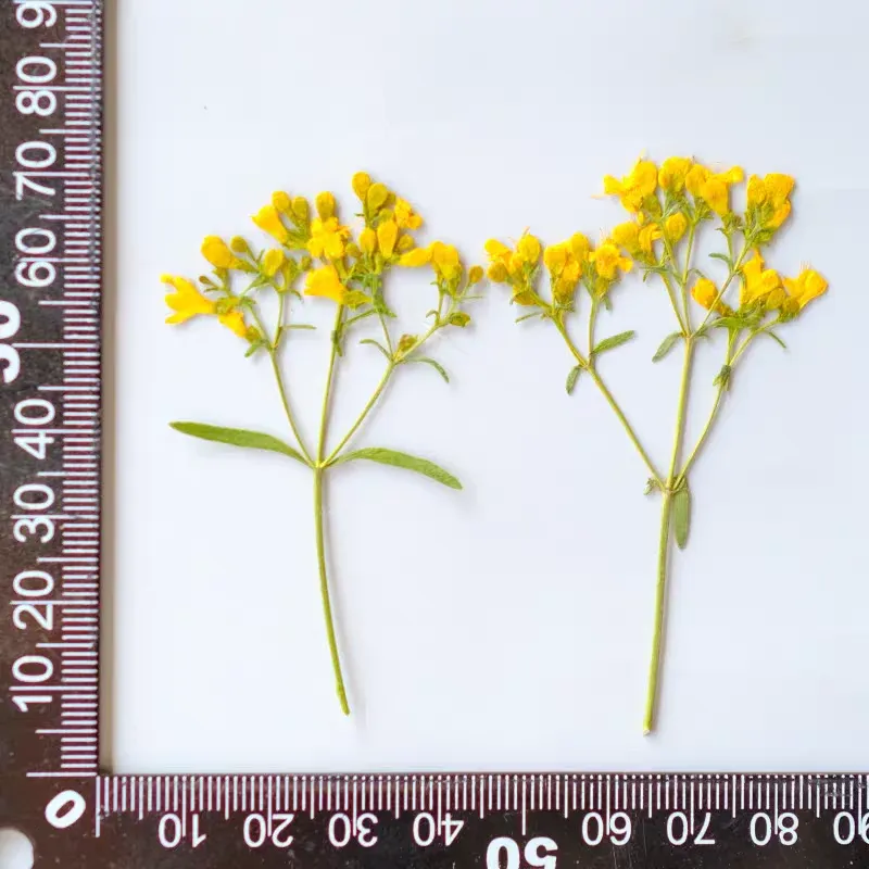 100 fleurs séchées pressées pour résine et bijoux