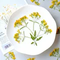 100 fleurs séchées pressées pour résine et bijoux – Couleur Jaune