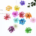 100 mini fleurs séchées pour nail art et résine – 3