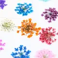 100 mini fleurs séchées pour nail art et résine – 5