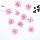 100 mini fleurs séchées pour nail art et résine – Couleur BLEU CIEL (4)