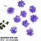 100 mini fleurs séchées pour nail art et résine – Couleur Brun (5)