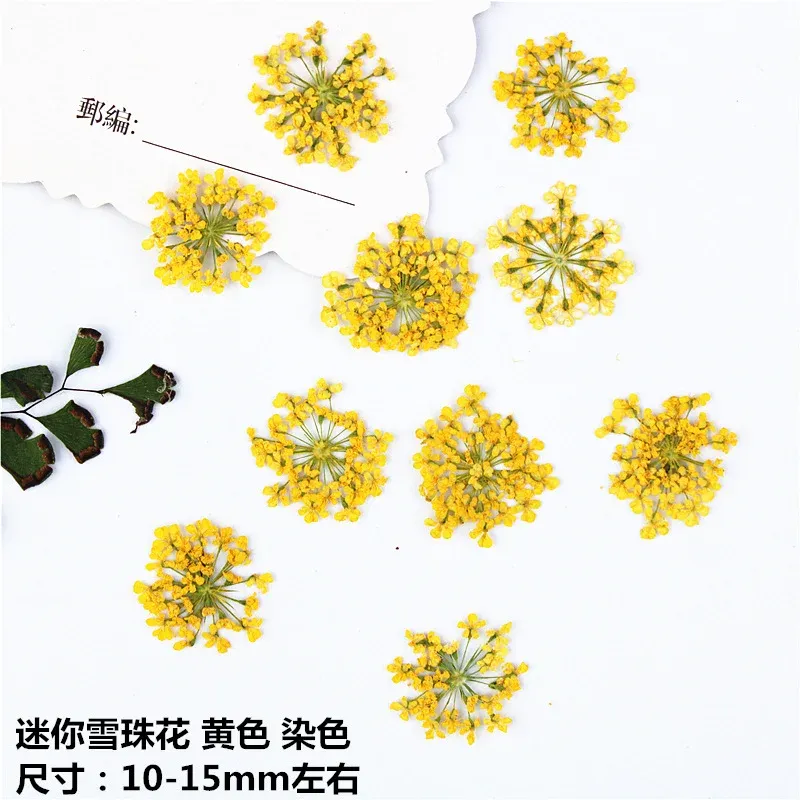 100 mini fleurs séchées pour nail art et résine