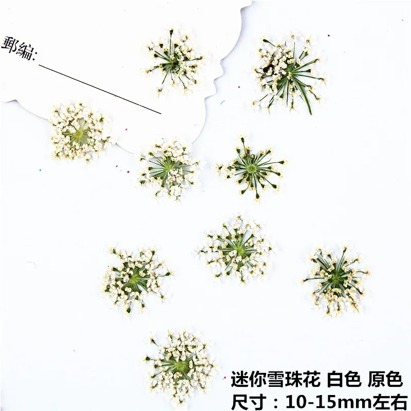 100 mini fleurs séchées pour nail art et résine