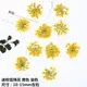 100 mini fleurs séchées pour nail art et résine – Couleur Vert armée (10)