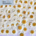 100 mini fleurs séchées pour résine et bijoux – 2