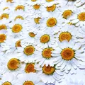 100 mini fleurs séchées pour résine et bijoux – 4