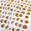 100 mini fleurs séchées pour résine et bijoux – 5