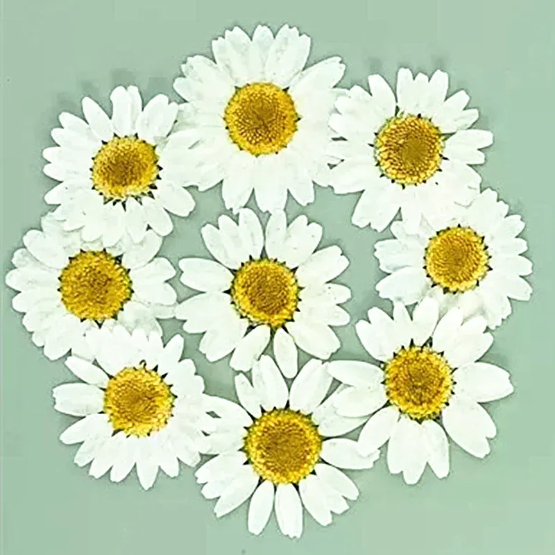 100 mini fleurs séchées pour résine et bijoux