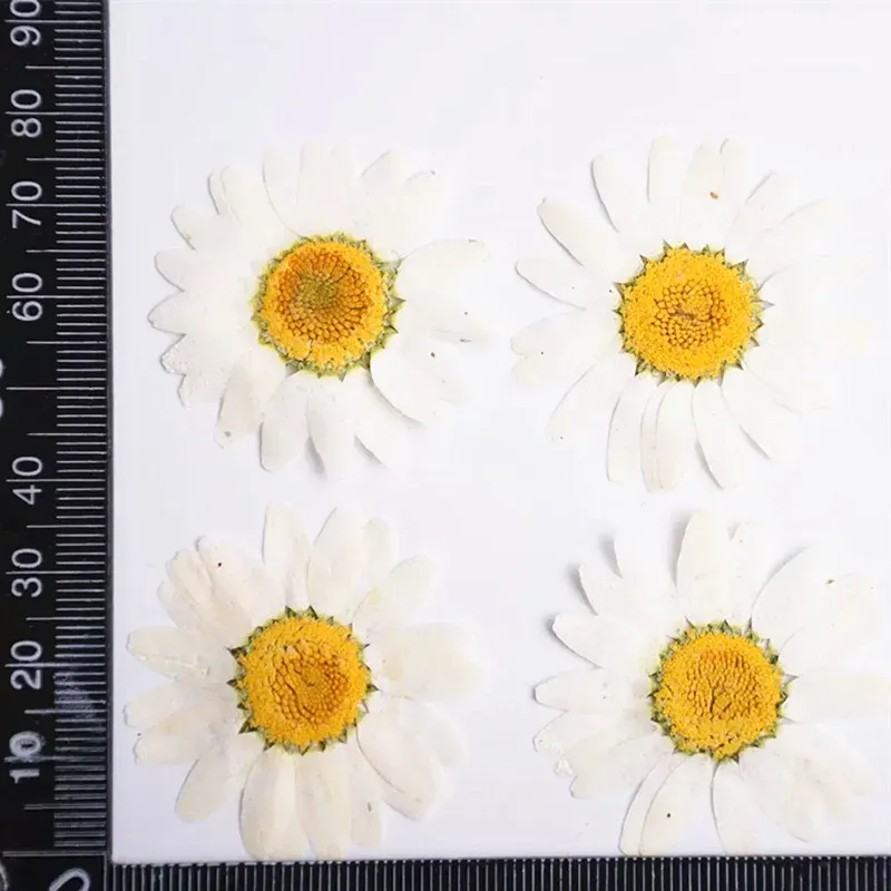 100 mini fleurs séchées pour résine et bijoux
