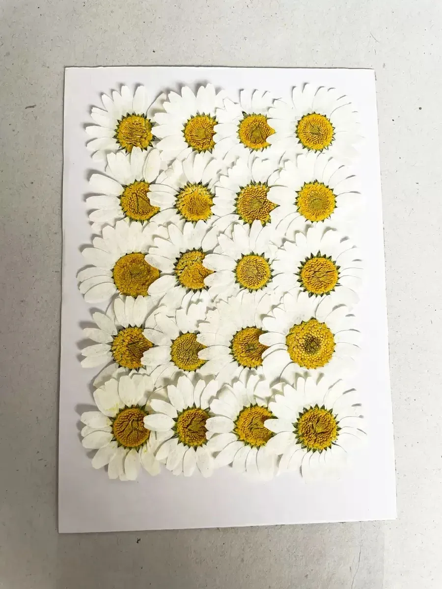 100 mini fleurs séchées pour résine et bijoux