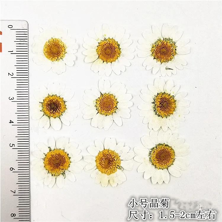 100 mini fleurs séchées pour résine et bijoux