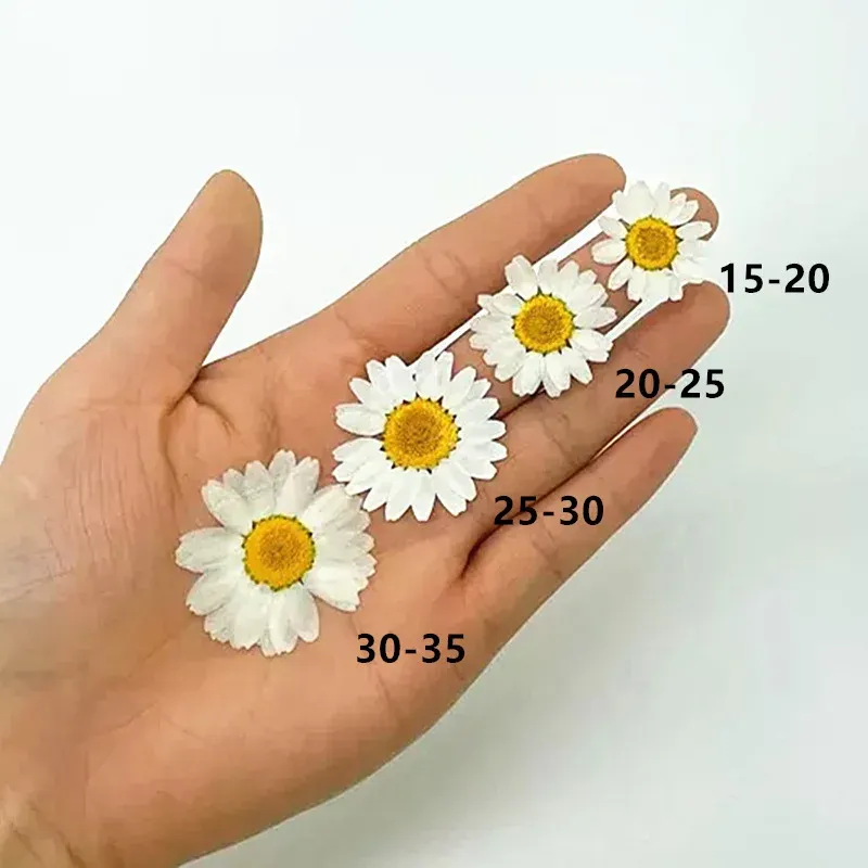 100 mini fleurs séchées pour résine et bijoux