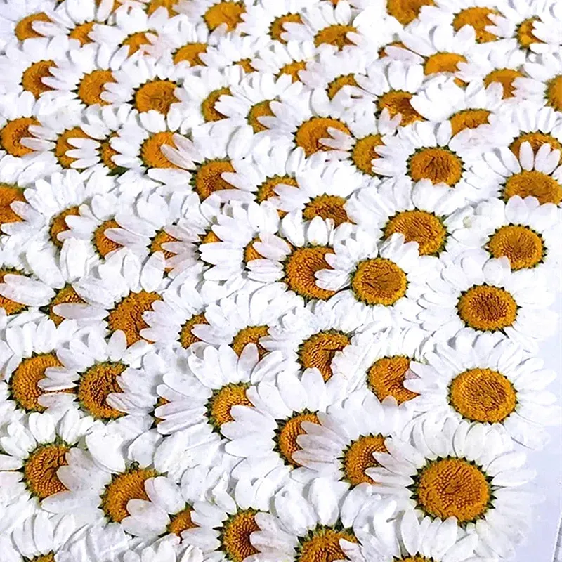 100 mini fleurs séchées pour résine et bijoux