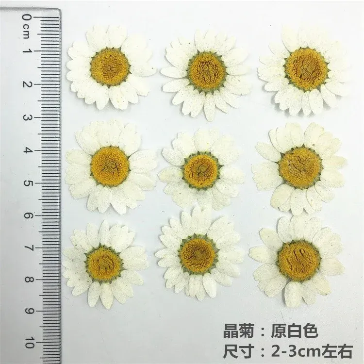 100 mini fleurs séchées pour résine et bijoux