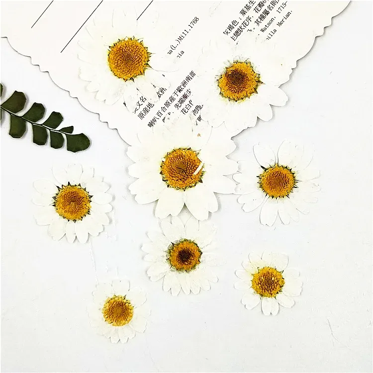 100 mini fleurs séchées pour résine et bijoux