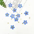 100 mini fleurs séchées pressées pour résine et bijoux – 3