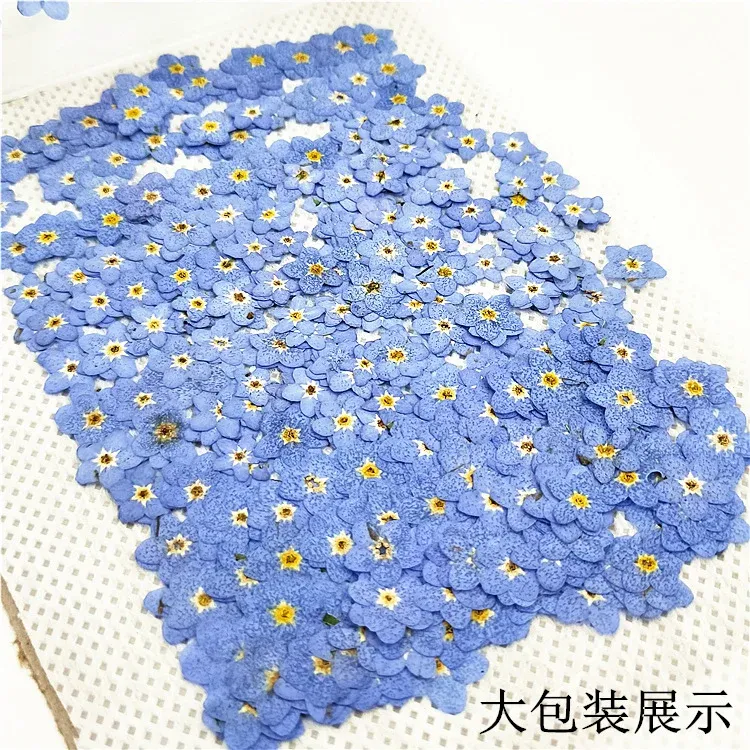 100 mini fleurs séchées pressées pour résine et bijoux