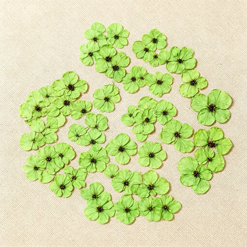 100 mini fleurs séchées pressées pour résine et bijoux