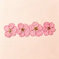 100 mini fleurs séchées pressées pour résine et bijoux – Couleur Color-6