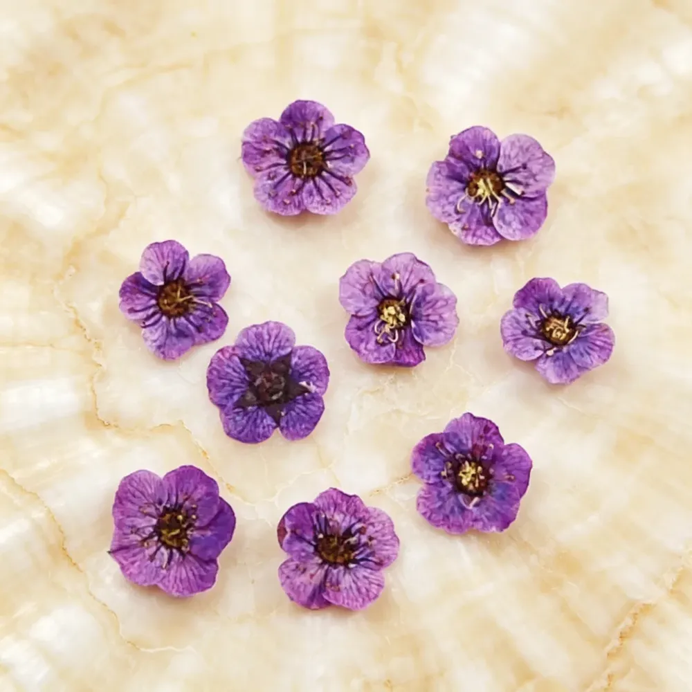 100 mini fleurs séchées pressées pour résine et bijoux