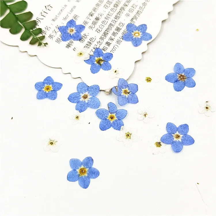 100 mini fleurs séchées pressées pour résine et bijoux