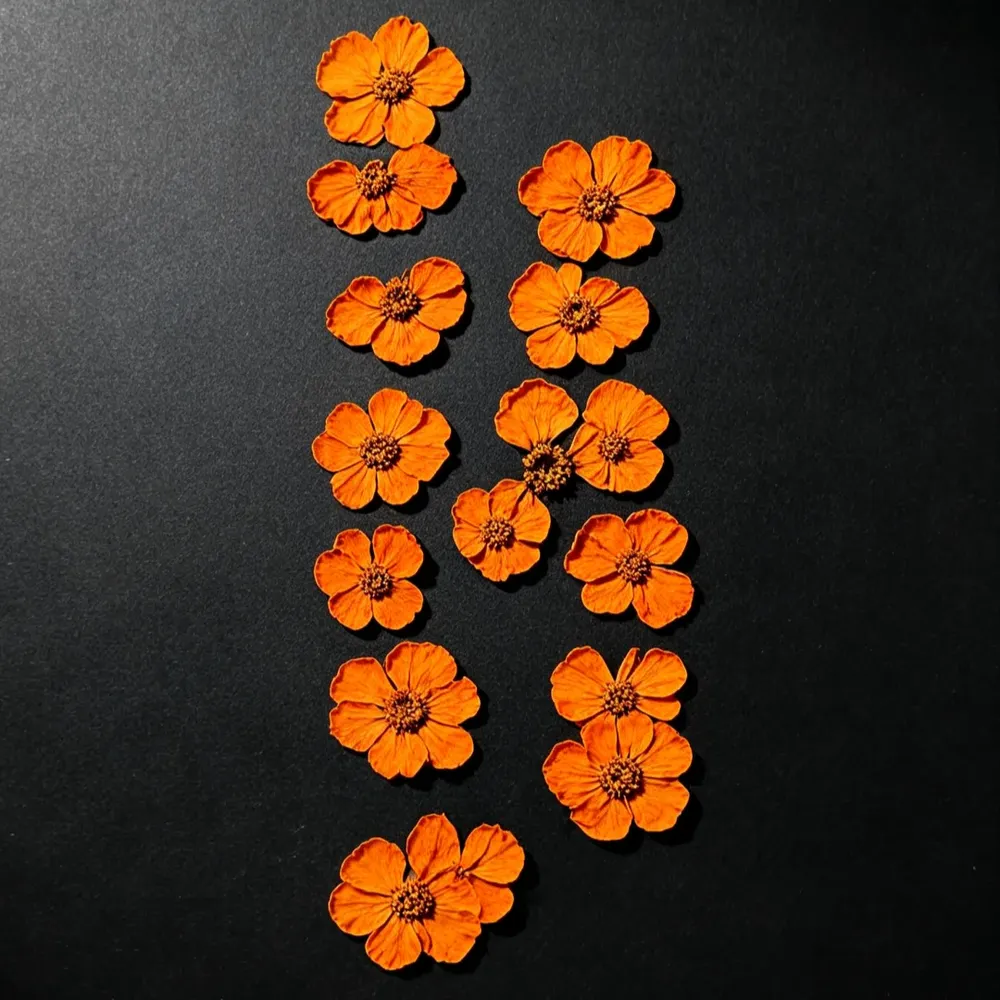 100 mini fleurs séchées pressées pour résine et bijoux