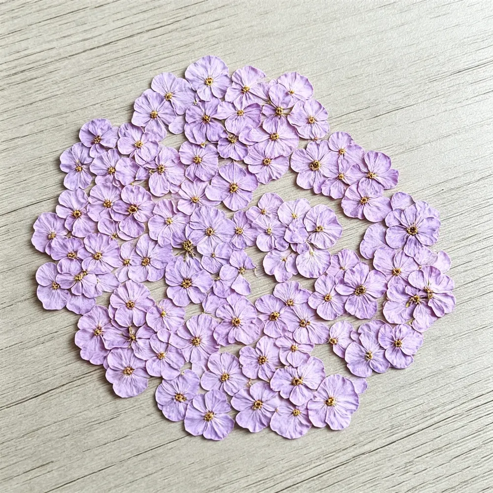100 mini fleurs séchées pressées pour résine et bijoux
