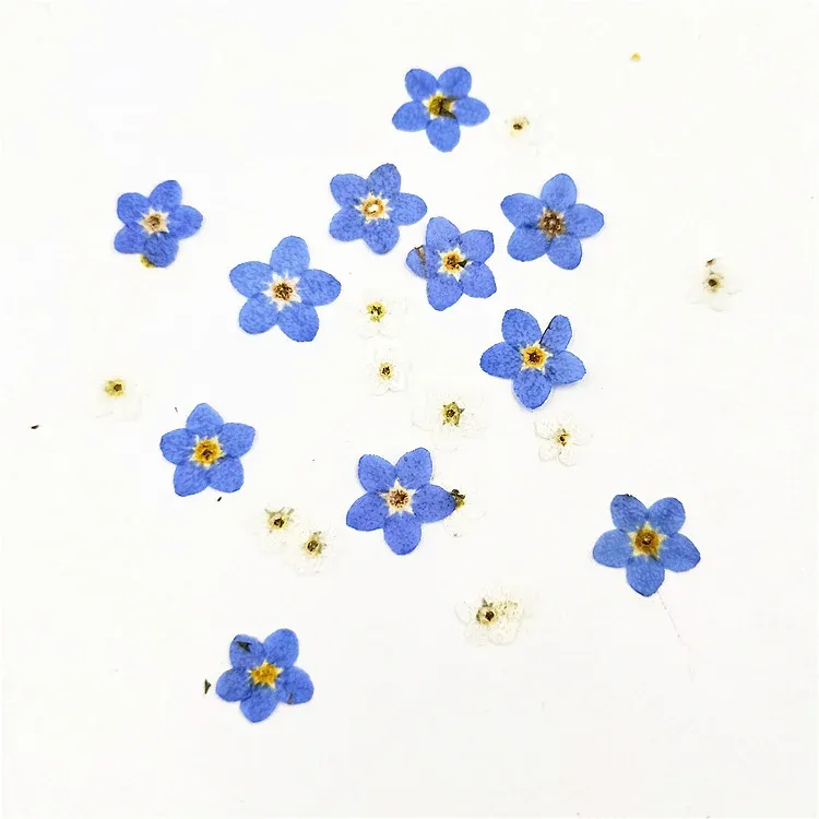 100 mini fleurs séchées pressées pour résine et bijoux