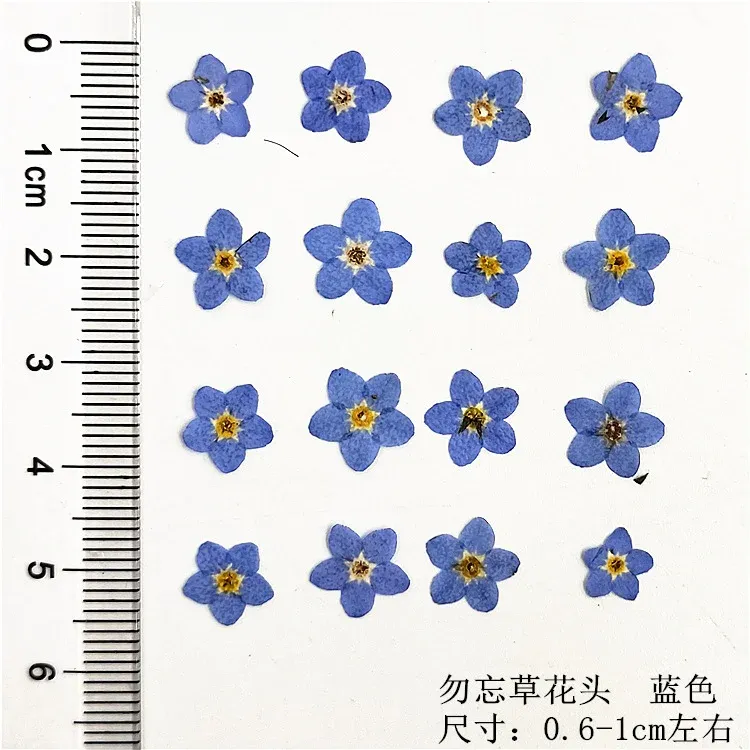 100 mini fleurs séchées pressées pour résine et bijoux