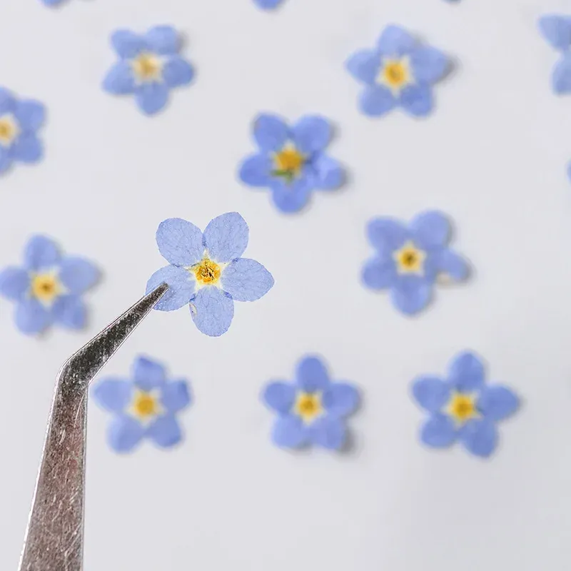 100 mini fleurs séchées pressées pour résine et bijoux