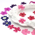 12 fleurs séchées pour résine et nail art – 4